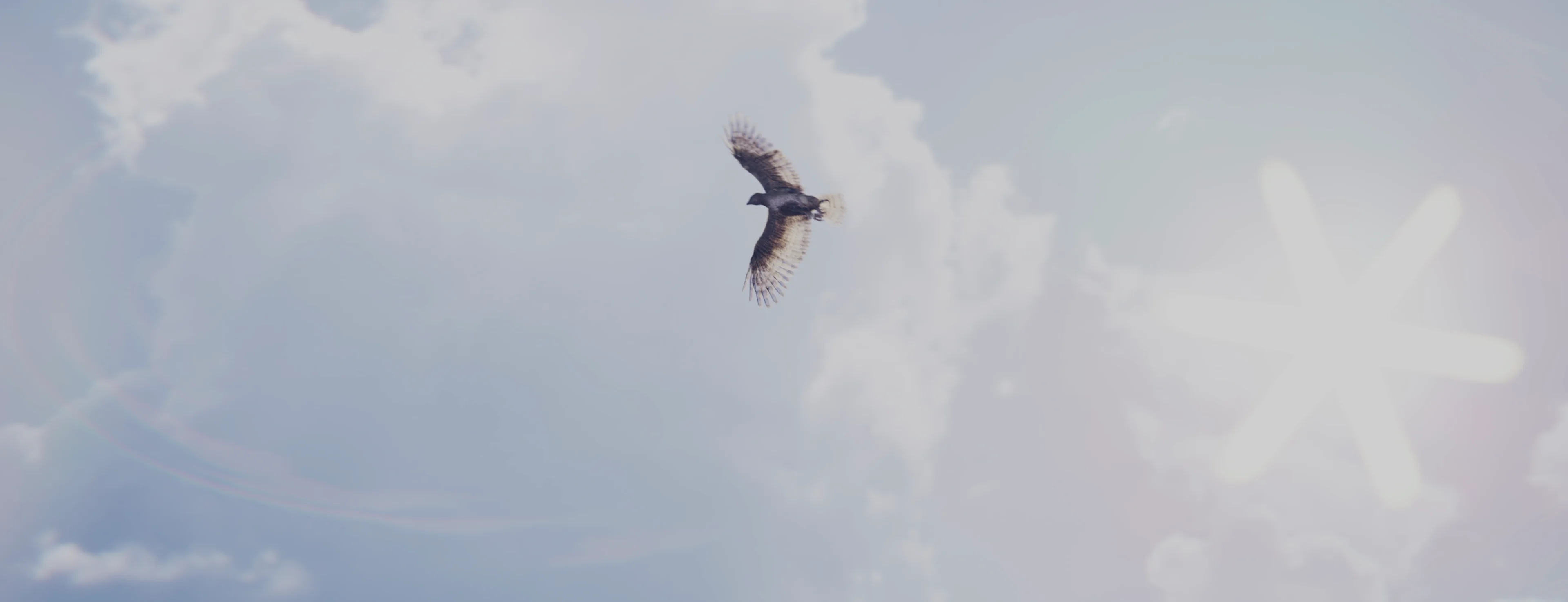 A bird flies in the sky, with a lens flare behind it