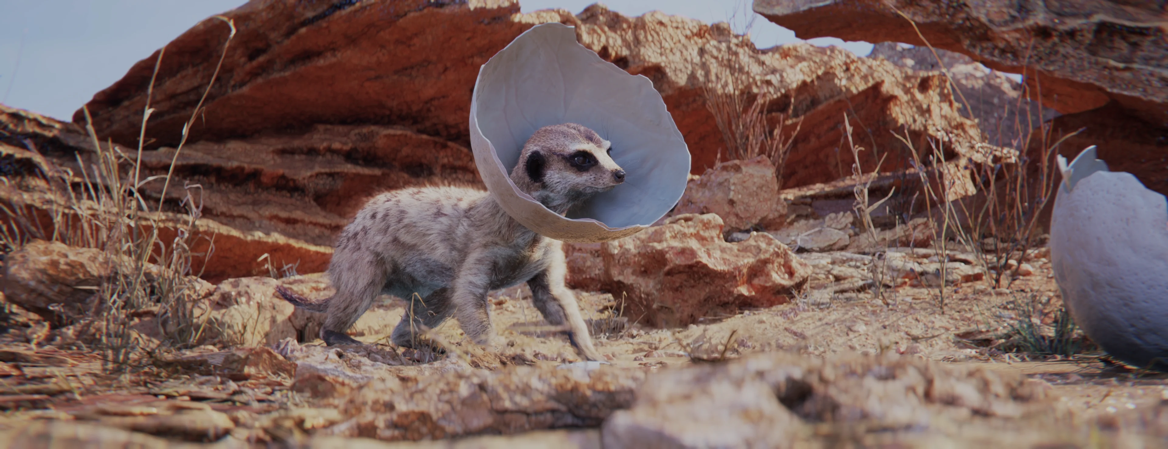 A meerkat whose head is poking through a hole in a large egg