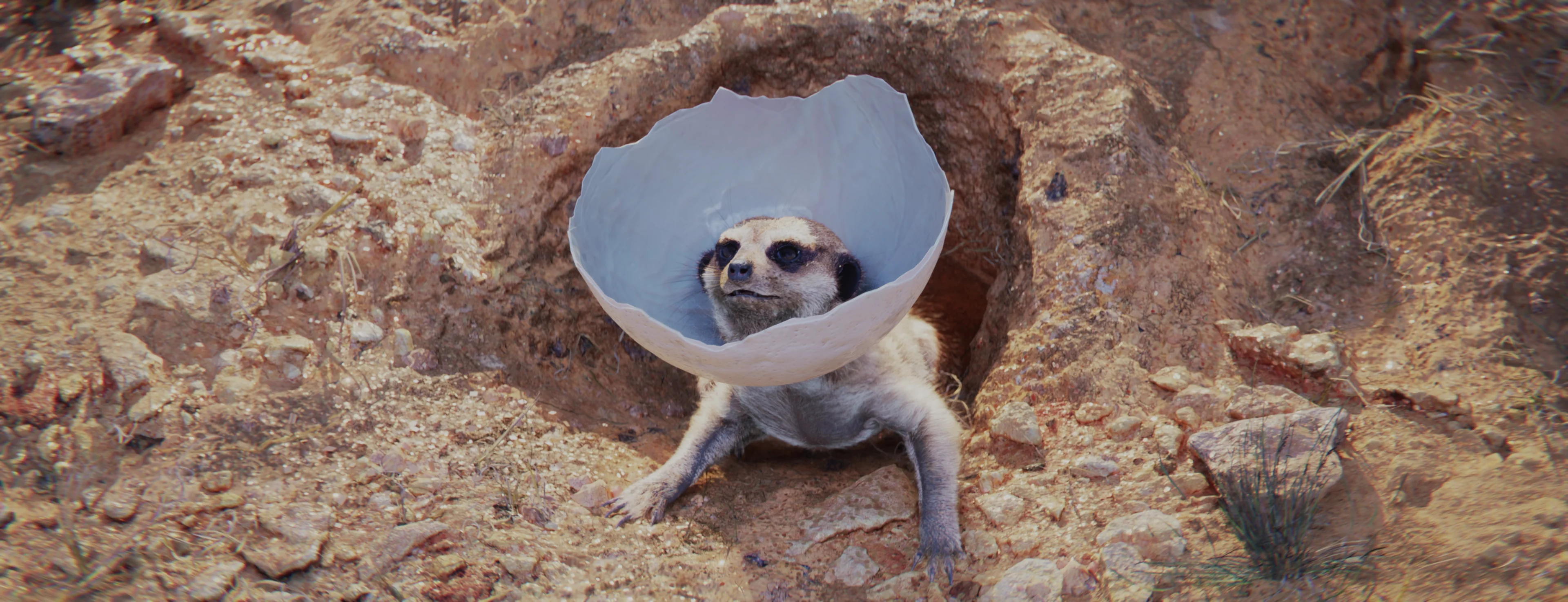 A meerkat gets ready to pounce from its burrow