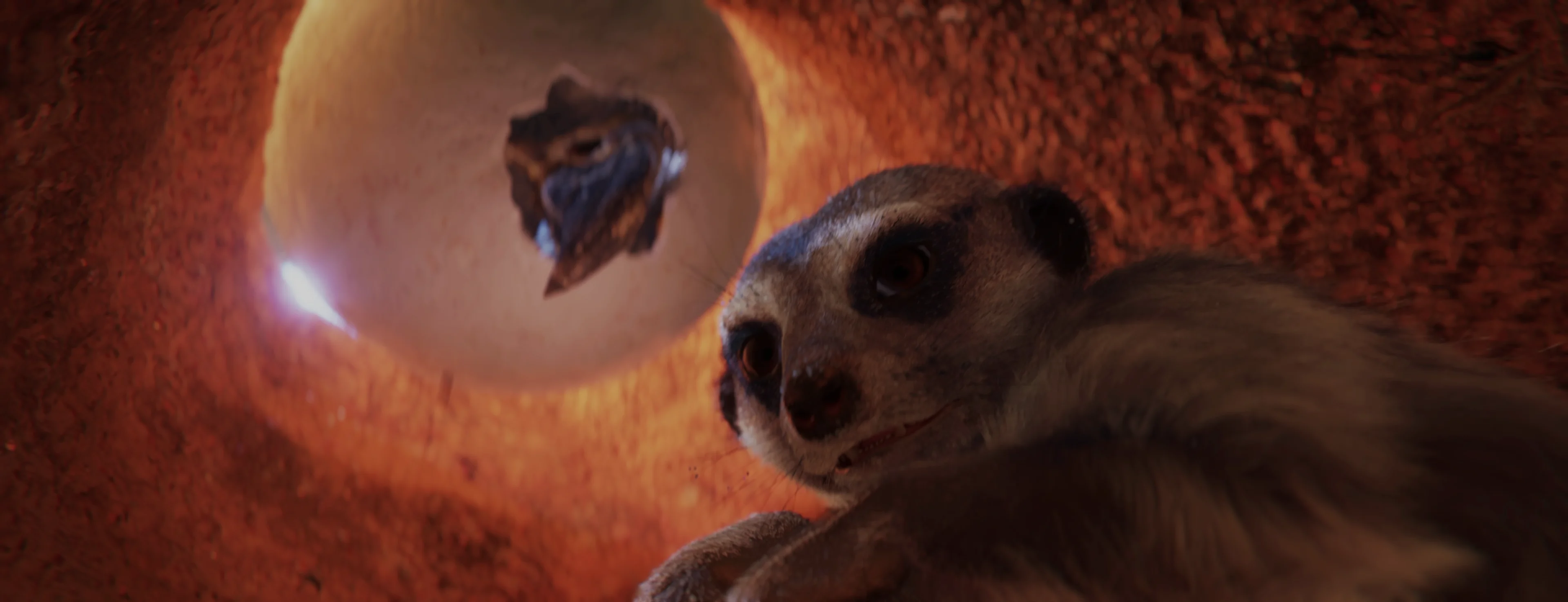 A meerkat shakes in fear, deep inside its burrow as an eagle's beak pokes through the entrance
